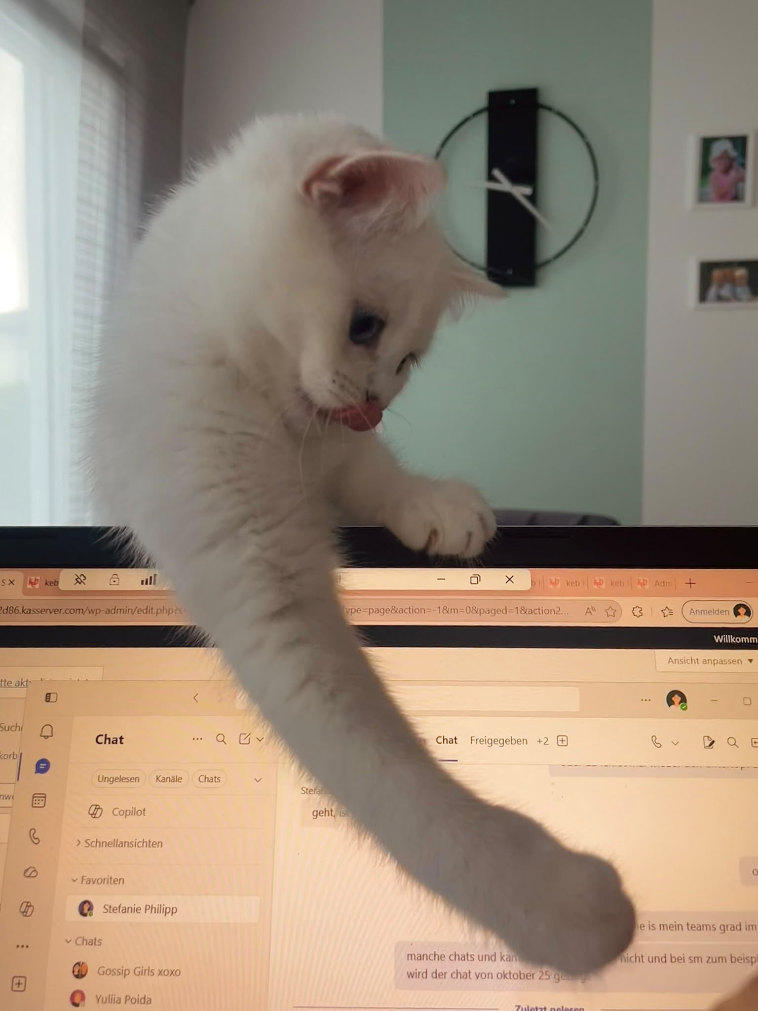 Katze schaut über Laptop
